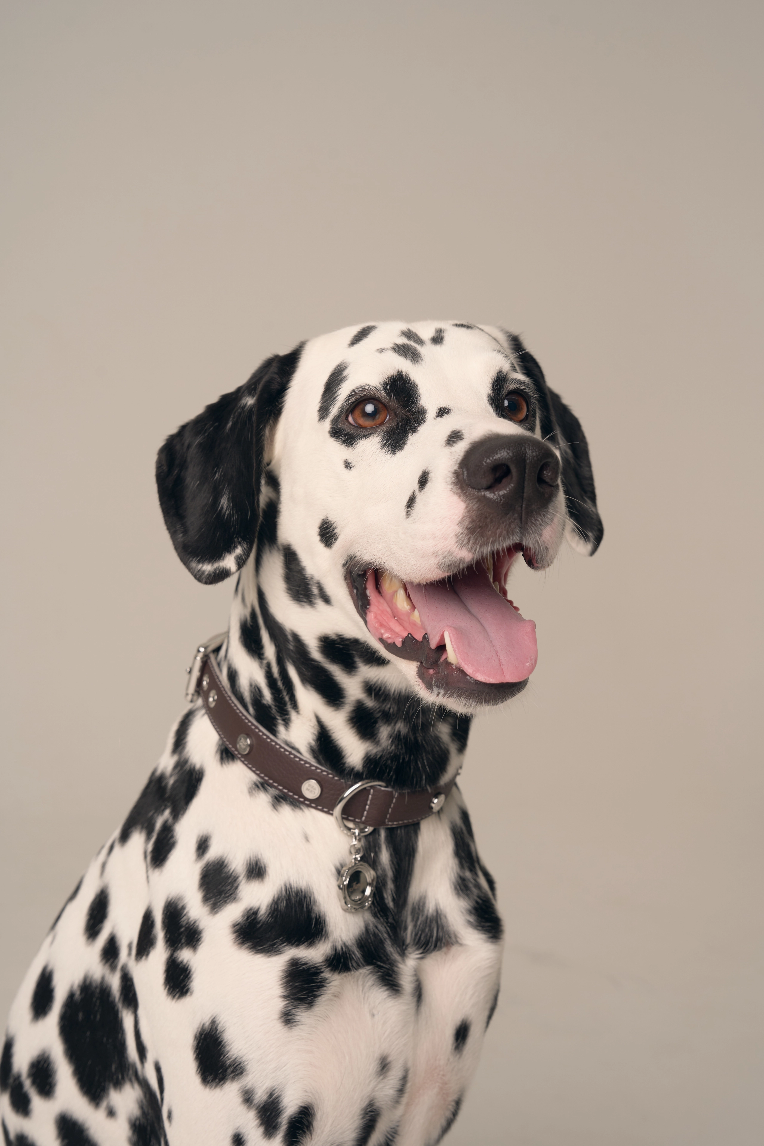 Signature Rose Collar